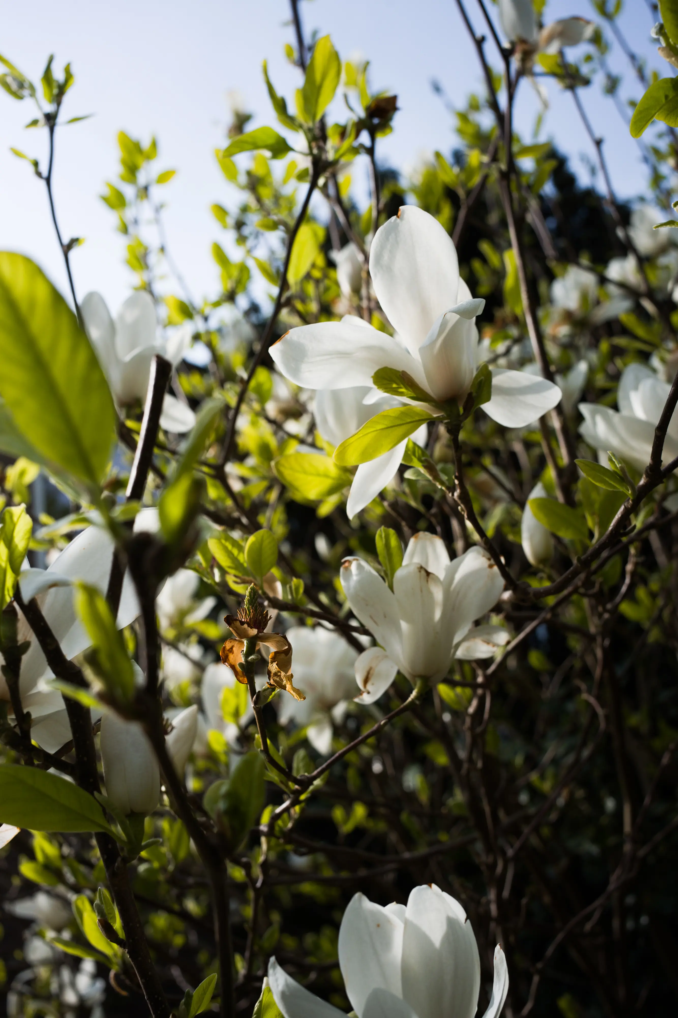 Magnolia @ 0.5m, f/2