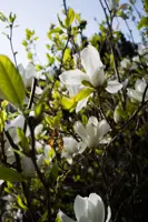 Magnolia @ 0.5m, f/2