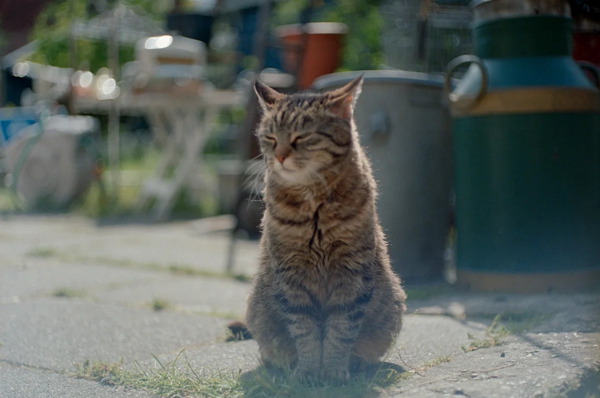 Photo of cat at f/1.9 on Portra 400, a minute later