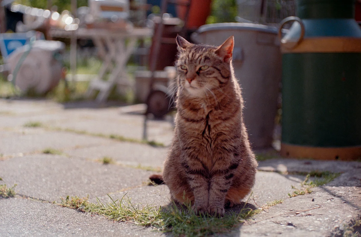 Photo of cat at f/1.9 on Portra 400