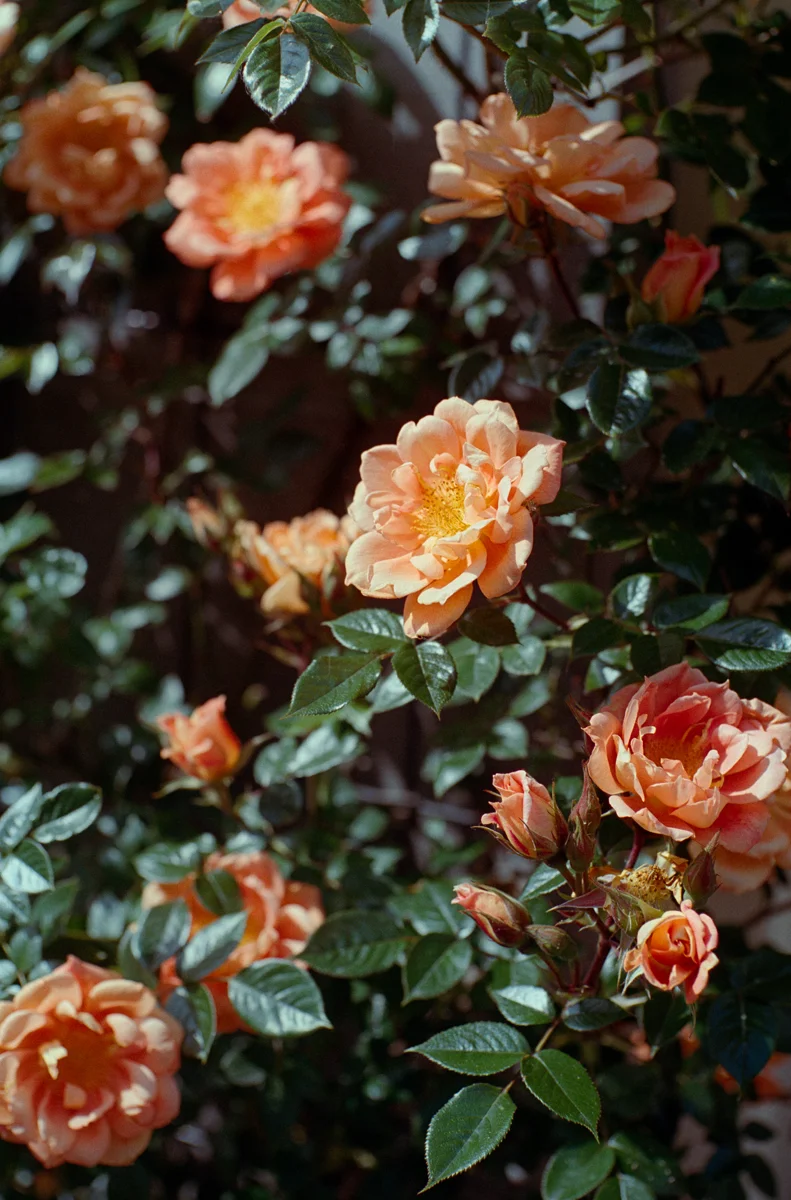 Roses @ f/1.9