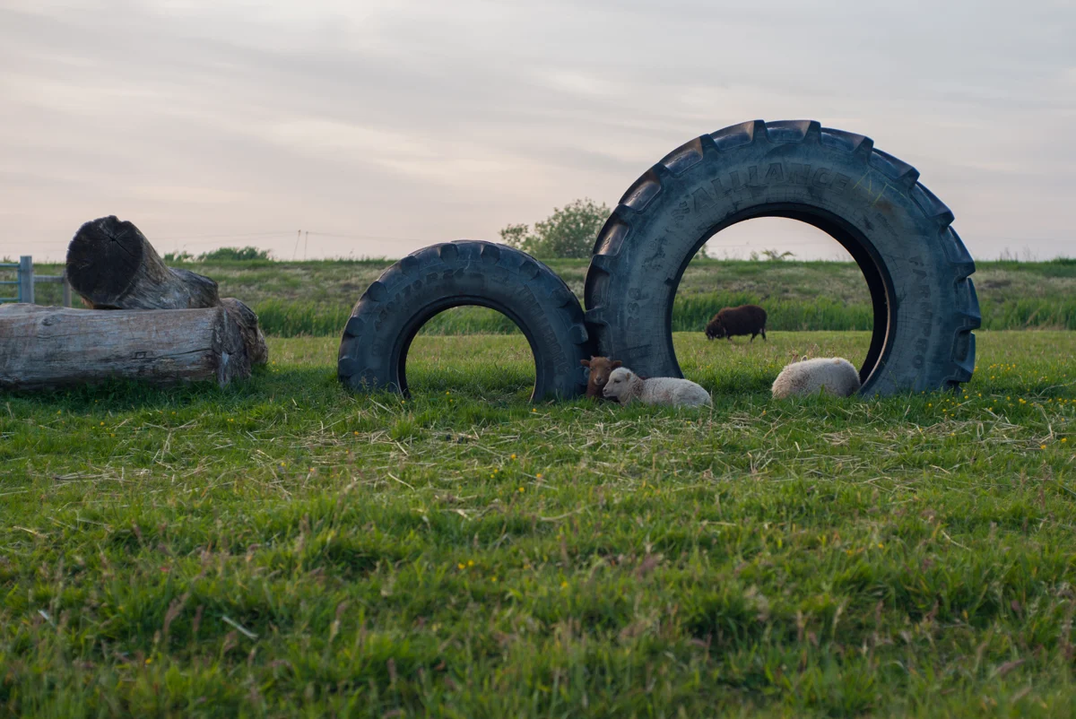 Sheep. Shot at f/1.9