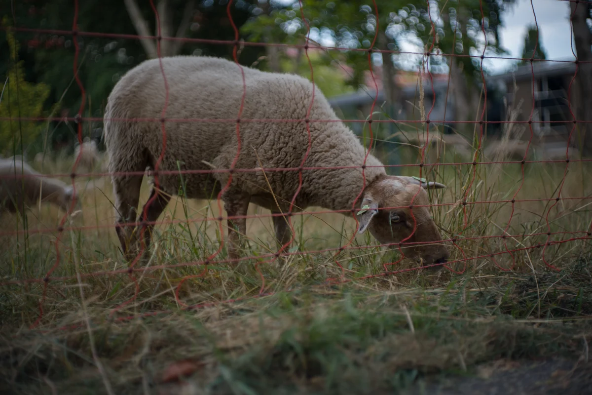 Light Lens Lab 50mm f/1.9 Rigid-ZS6