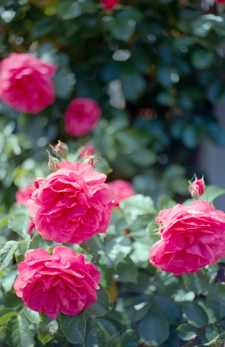 More peonies!