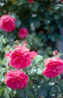 More peonies!