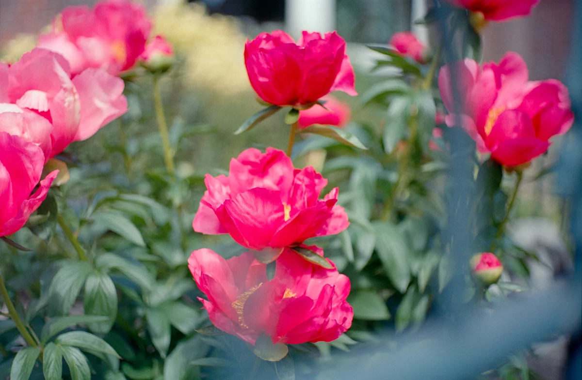 Pink peonies shot through an iron fence