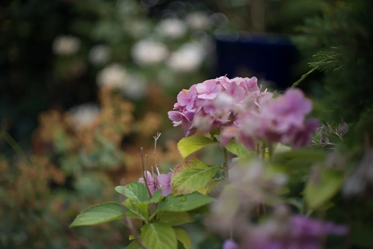 LLL 50mm f/1.9 Rigid-ZS6