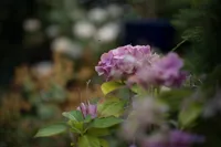 Color Skopar 50mm f/2.2