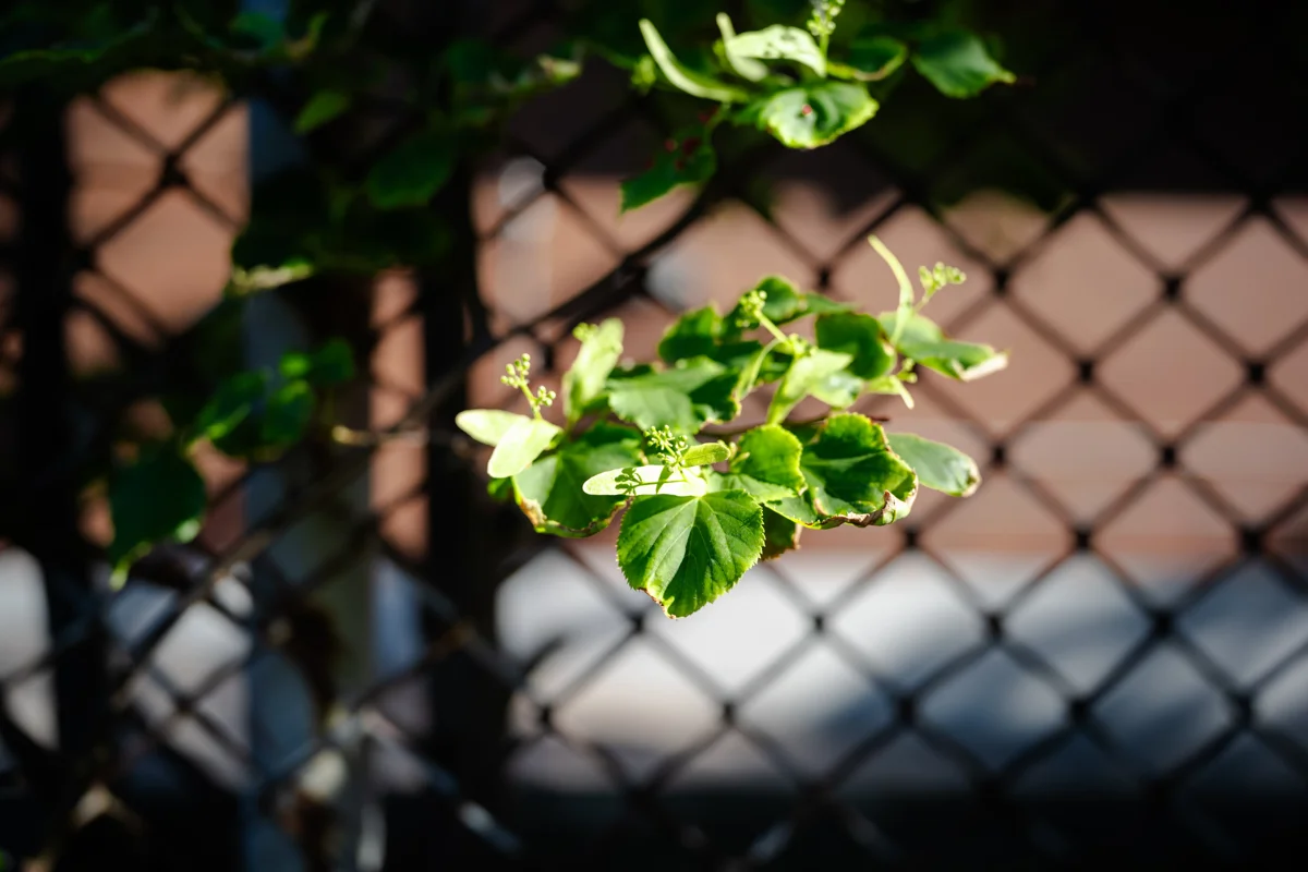 Backlit green leaves against a chain link fence