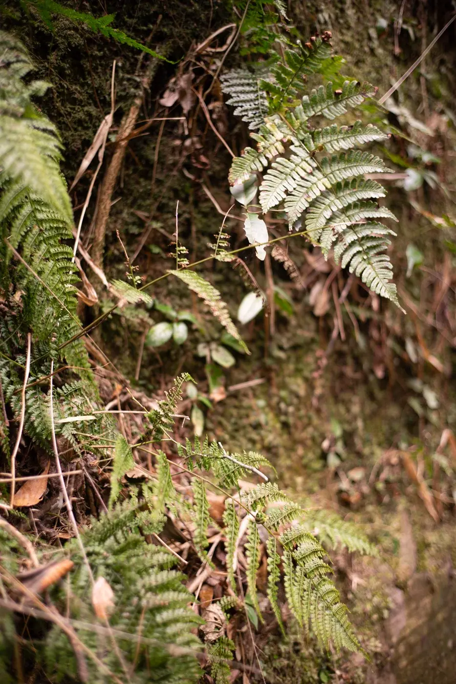 Voigtlander Nokton 35mm f/1.4 II MC lens