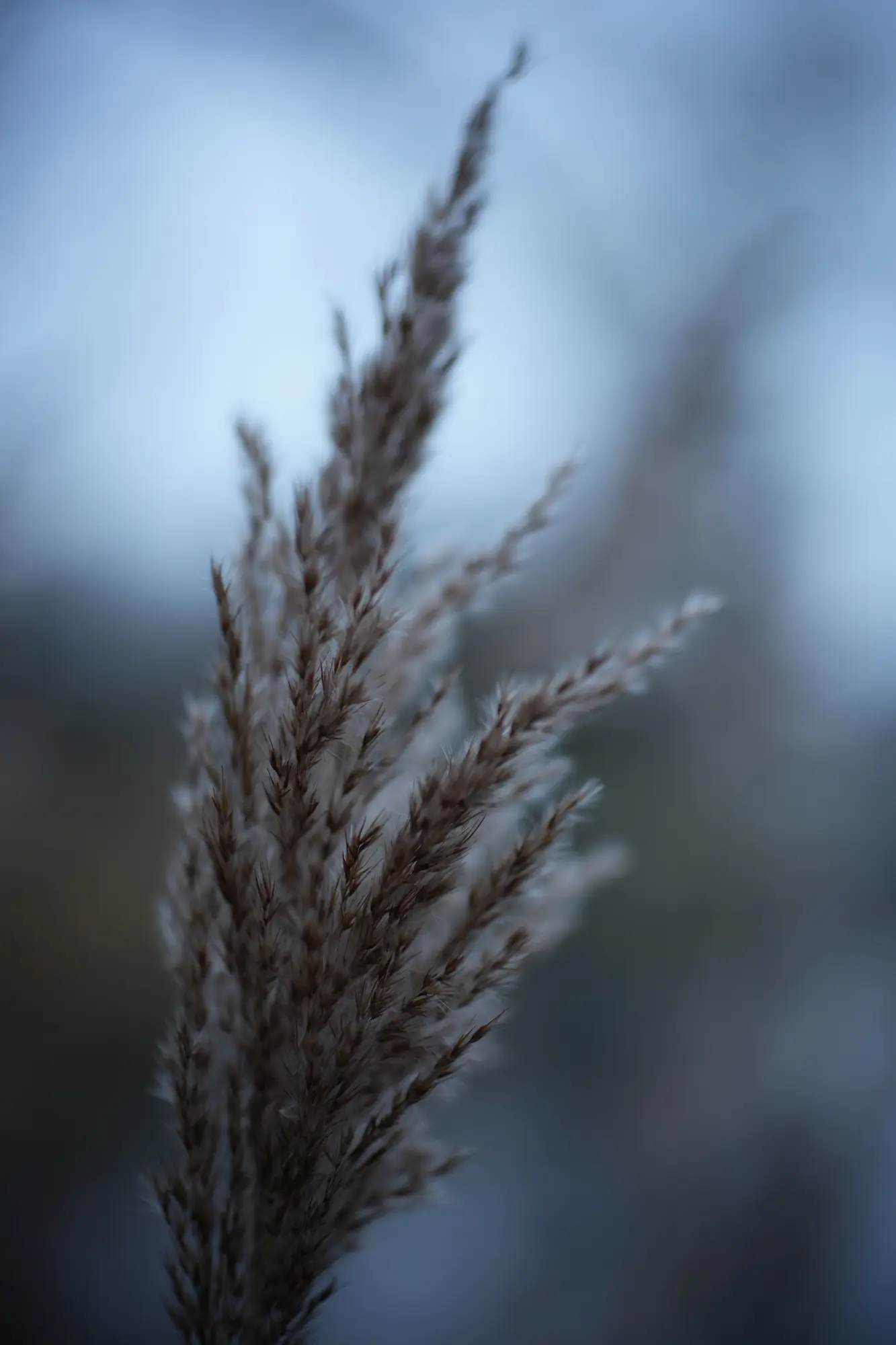 Simera at 0.45m MFD @ f/1.4