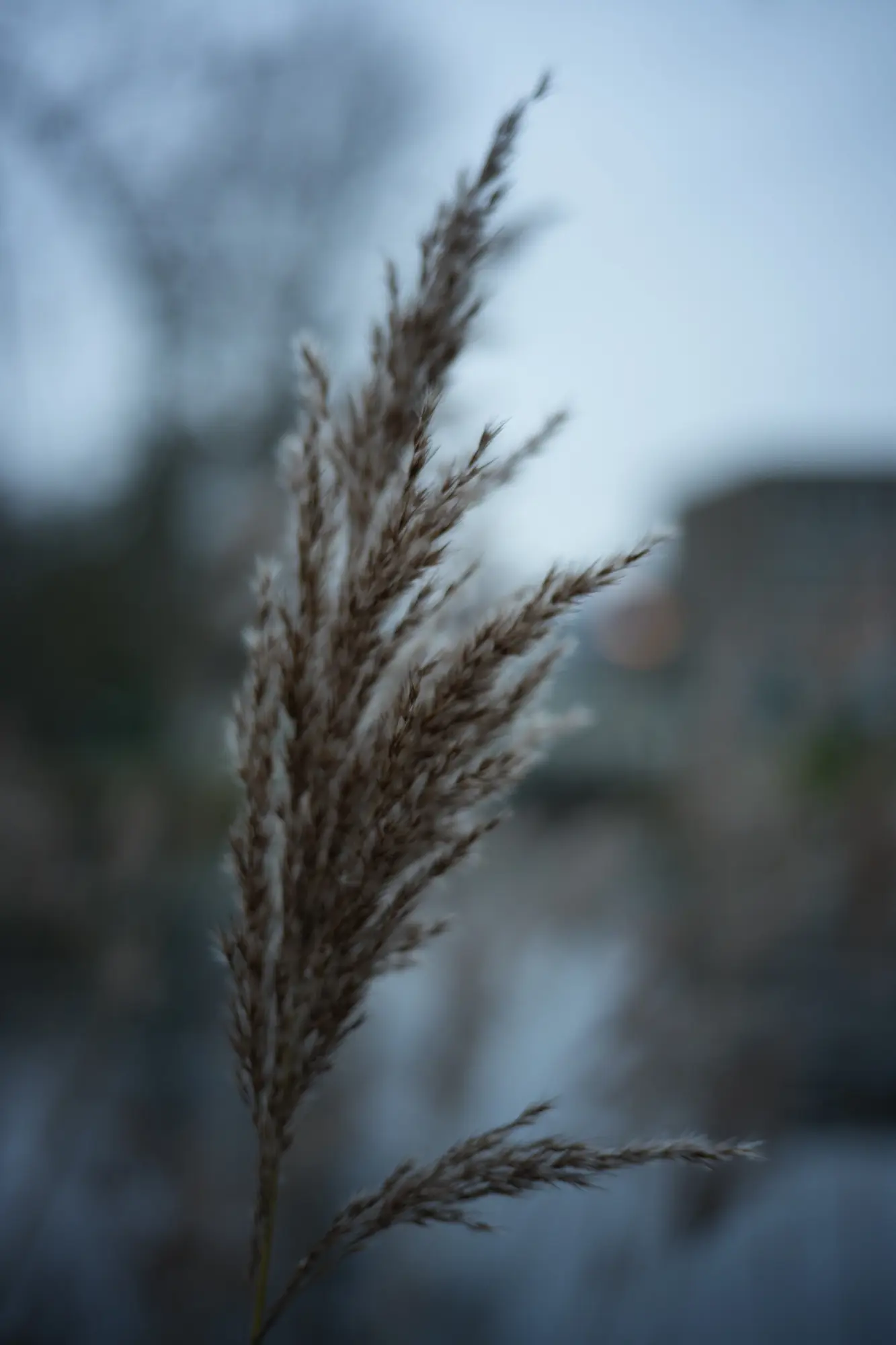 Color-Skopar 50mm f/2.2 at 0.5m @ f/2.2