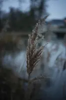 Color Skopar 50mm f/2.2 at 0.7m @ f2.2