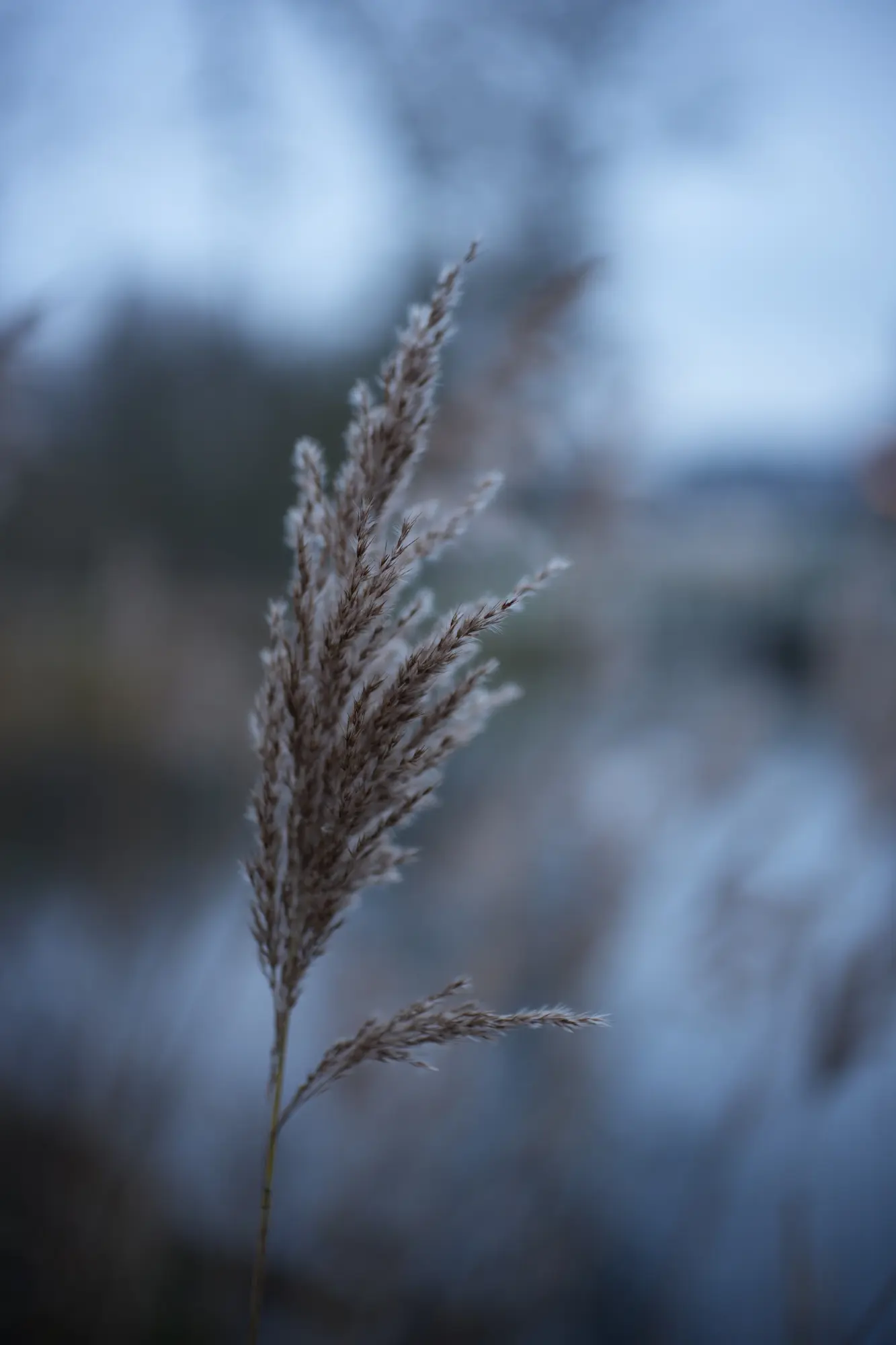 50mm f/1.4 Simera at 0.7m @ f/1.4