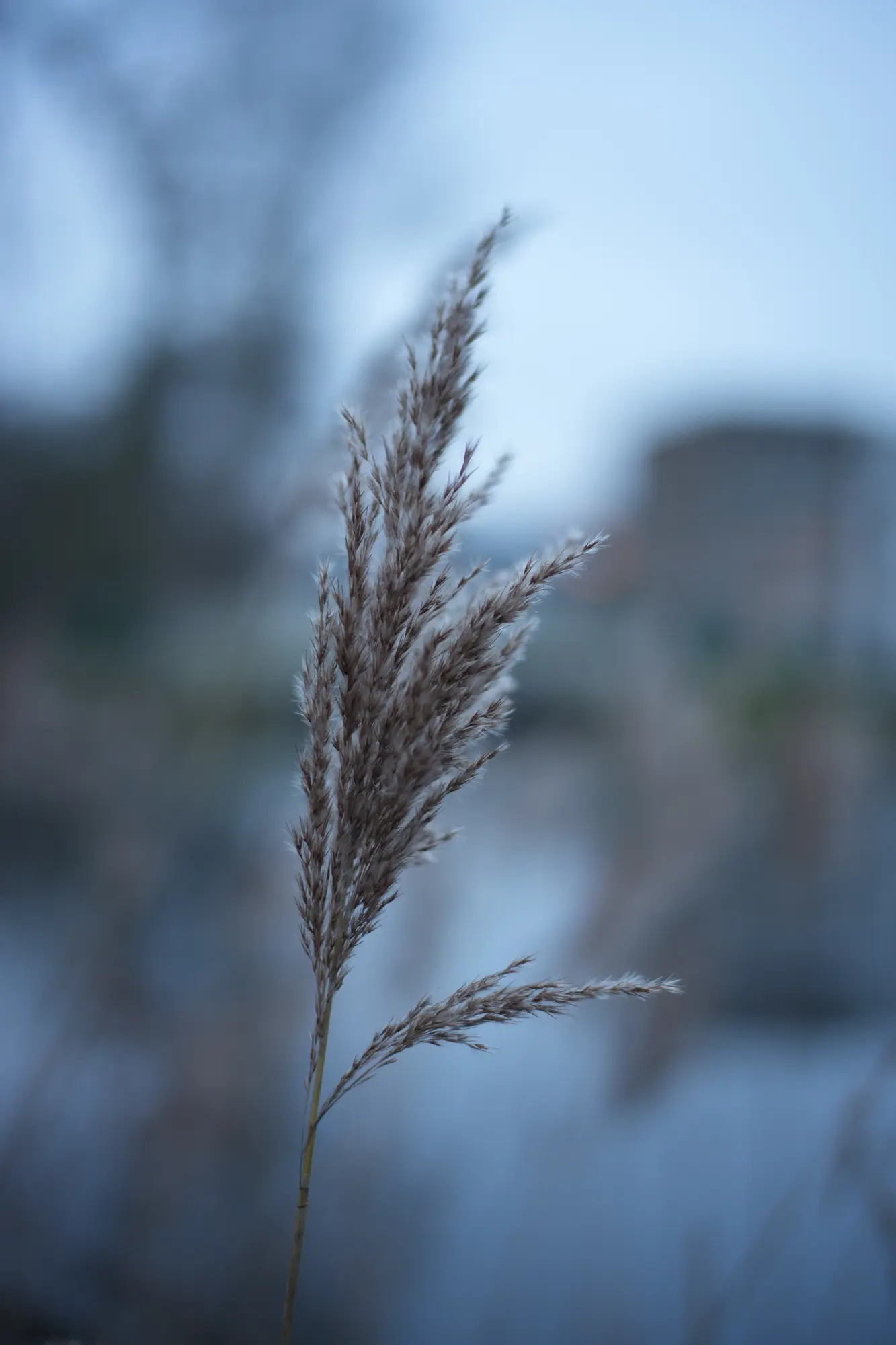 TTArtisan 50mm f/1.4 at 0.7m @ f/1.4