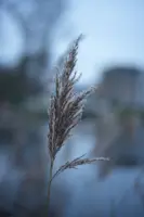 TTArtisan 50mm f/1.4 at 0.7m @ f/1.4