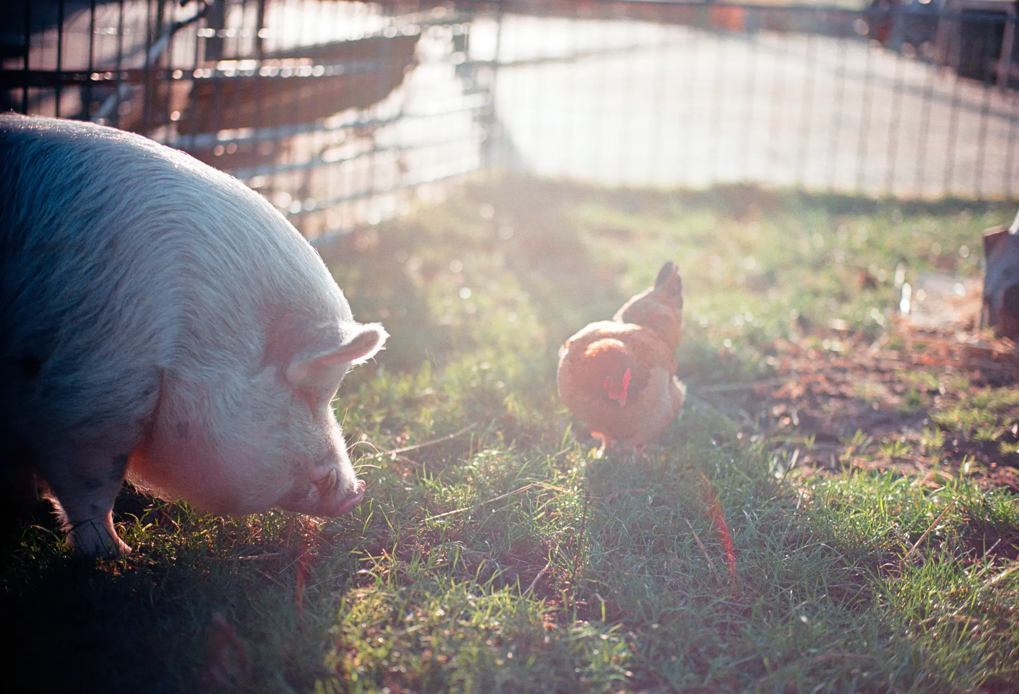 Farm animals @ f/1.4