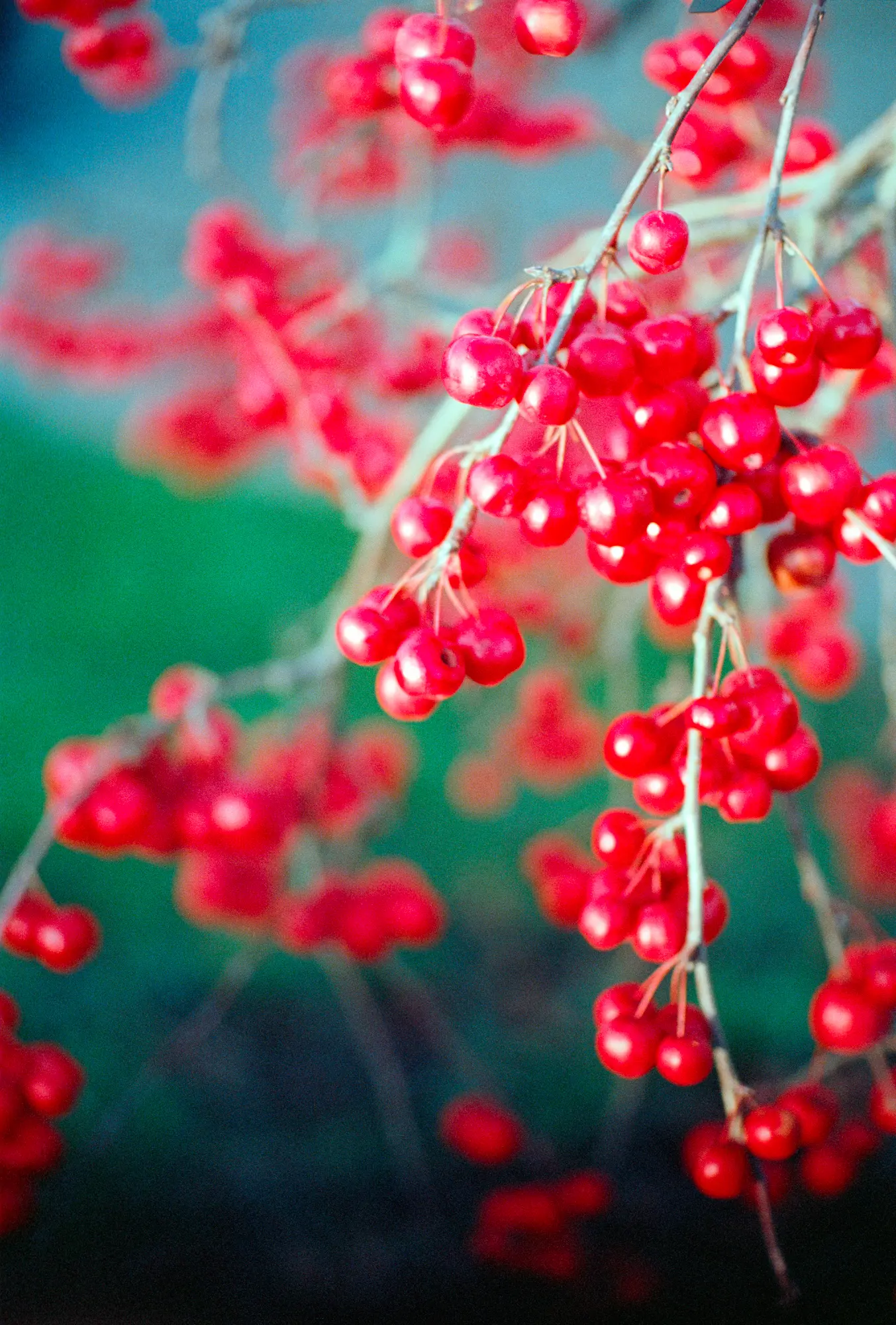 0.7m @ f/1.4, Ektar 100