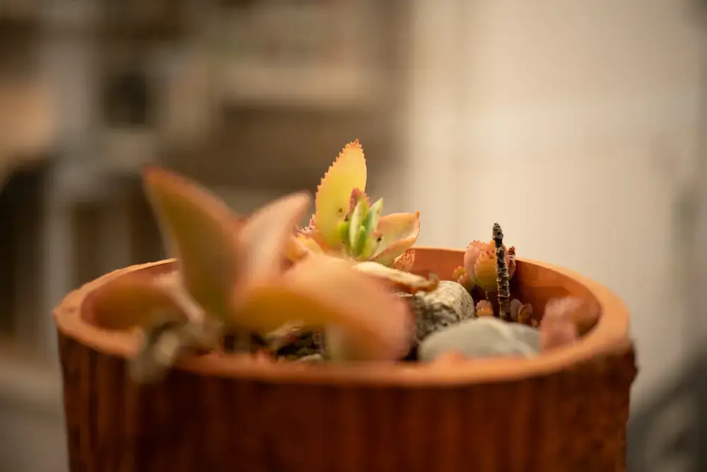 Color-Skopar 50mm f/2.2