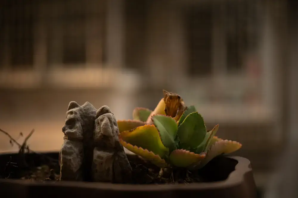 Color-Skopar 50mm f/2.2