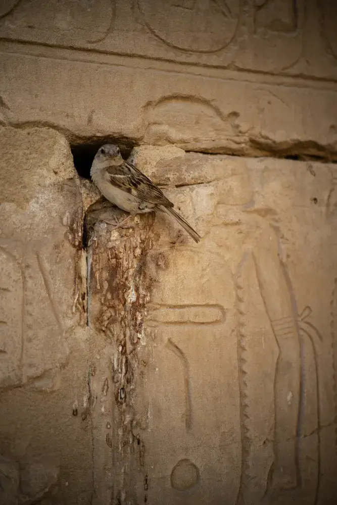 Bird in Karnak Temple, Egypt, shot at f/2.2 with the Color Skopar 50mm f/2.2